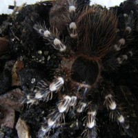 Acanthoscurria G After Molt