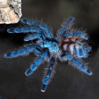 Avicularia Versicolor Tarantula