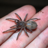 Brazilian Salmon Pink (lasiodora Parahybana)