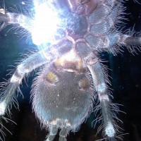 Acanthoscurria Geniculata Male Or Female?