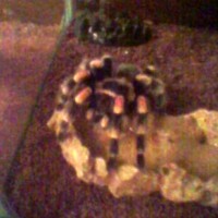 Female Brachypelma smithi <3