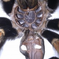 B.smithi Female?