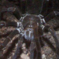 Pamphobetus antinous