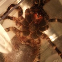 G. Pulchripes M/f?