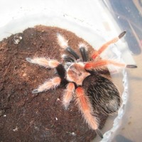 B.boehmei- Juvenile, Female