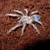 Pseudhapalopus Sp. "blue"