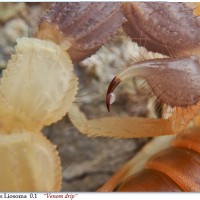 Parabuthus Liosoma Female - "venom Drip"