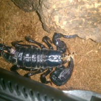 H. Longimanus Eats Cricket