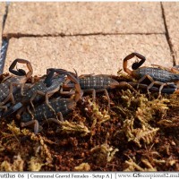 Lychas Scutilus Gravid Females Setup I