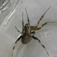 Spider Id Please?