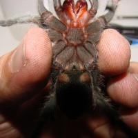 G. Pulchra/brazilian Black