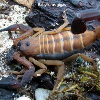 Babycurus gigas