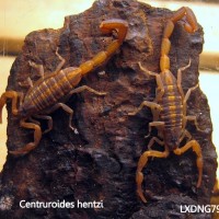 Centruroides hentzi