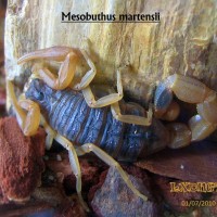 Mesobuthus martensii