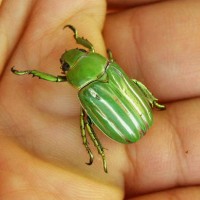 Chrysina gloriosa