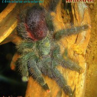 Avicularia avicularia