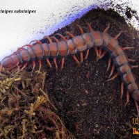 Scolopendra subsinipes subsinpes