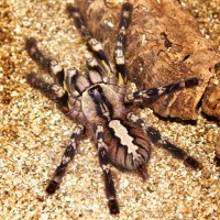 P. regalis