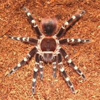 A. geniculata