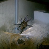 My Tarantulas