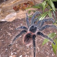 Malachi, the L. Parahybana