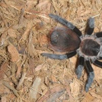 Brachypelma vagans