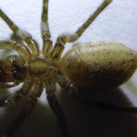 Tegenaria agrestis - Female Hobo spider