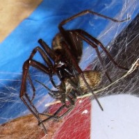 Tegenaria gigantea eating hobo