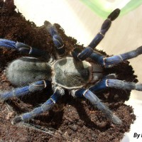 Haplopelma lividum