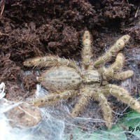 Heteroscodra maculata