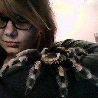 B.smithi