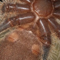 P. Regalis