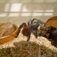 B. Vagans, post molt