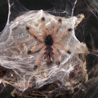 A. avicularia sling