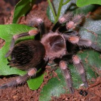 b-smithi1