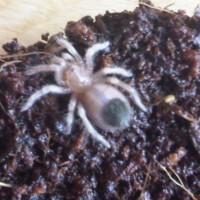 B smithi sling