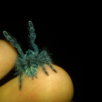 Avicularia versicolor