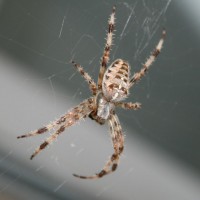 garden spider