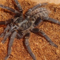 Haplopelma sp