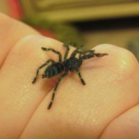 Avicularia versicolor