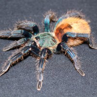 Chromatopelma cyaneopubescens - GBB