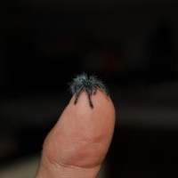 Avicularia Versicolor