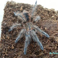 Pamphobeteus platyomma