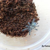 Avicularia diversipes