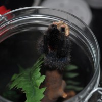 Avicularia Avicularia