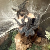 A.avicularia molt