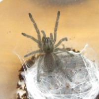 M.balfouri Sling