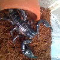 asian forest scorpion