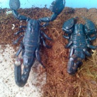 asian forest scorpion