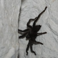 Home invaded by spiders?! HELP!